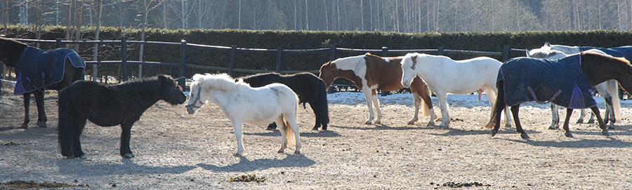 Kirkkoneuvoston kokous, hevoset laitumella